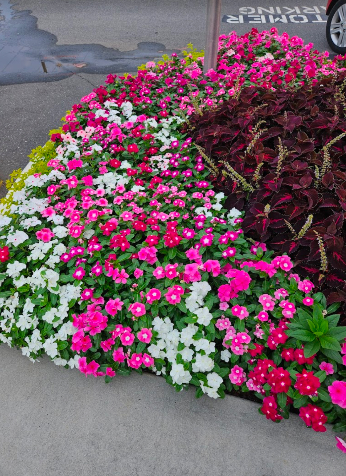 Vibrant Flower Bed