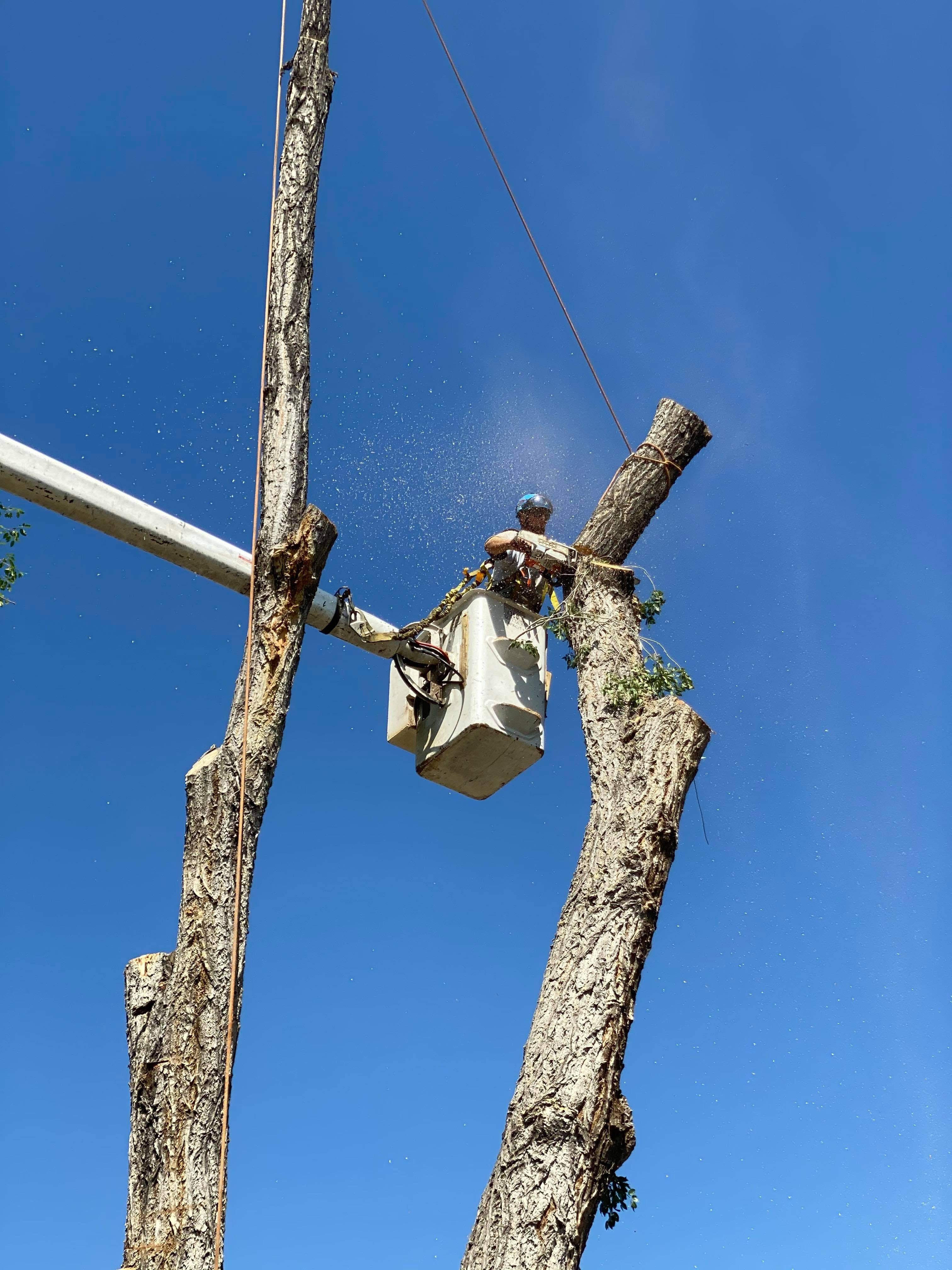 Northern Nevada Tree Experts L.L.C.