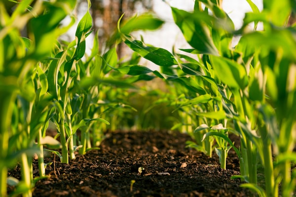 Sustentabilidade: Práticas ESG na fazenda