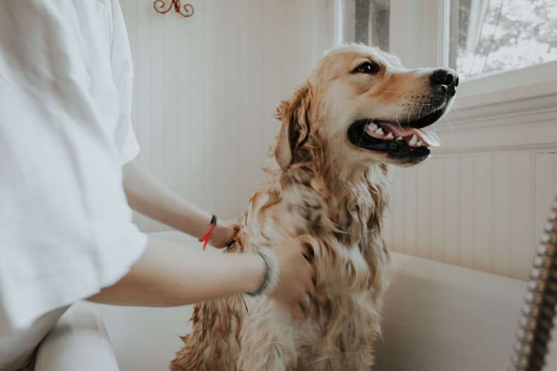 Pet Bath & Shampoo