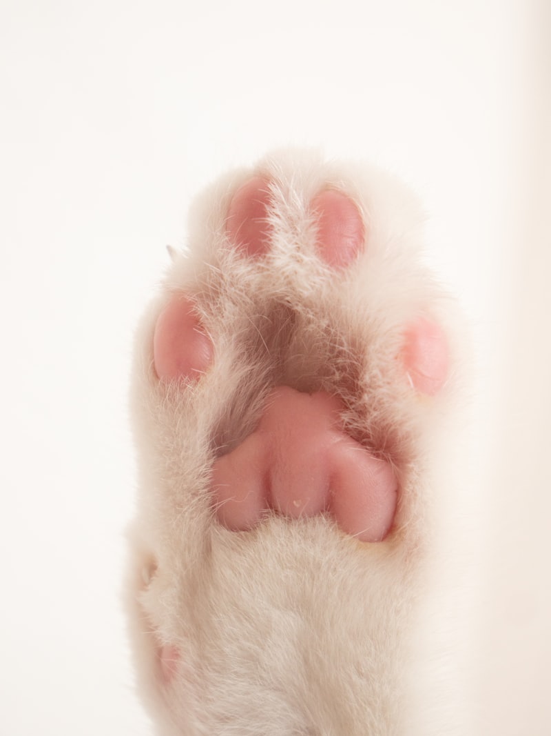 Paw Sanitary Trim