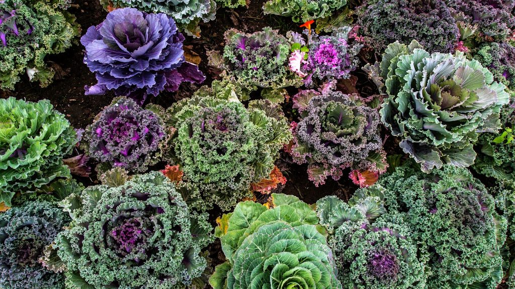 The Kale Vegetable. Is Kale Good For You?