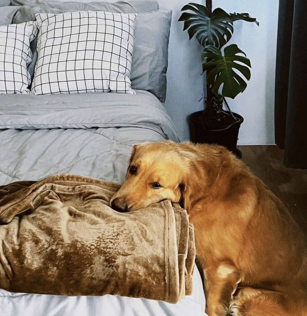 Dog