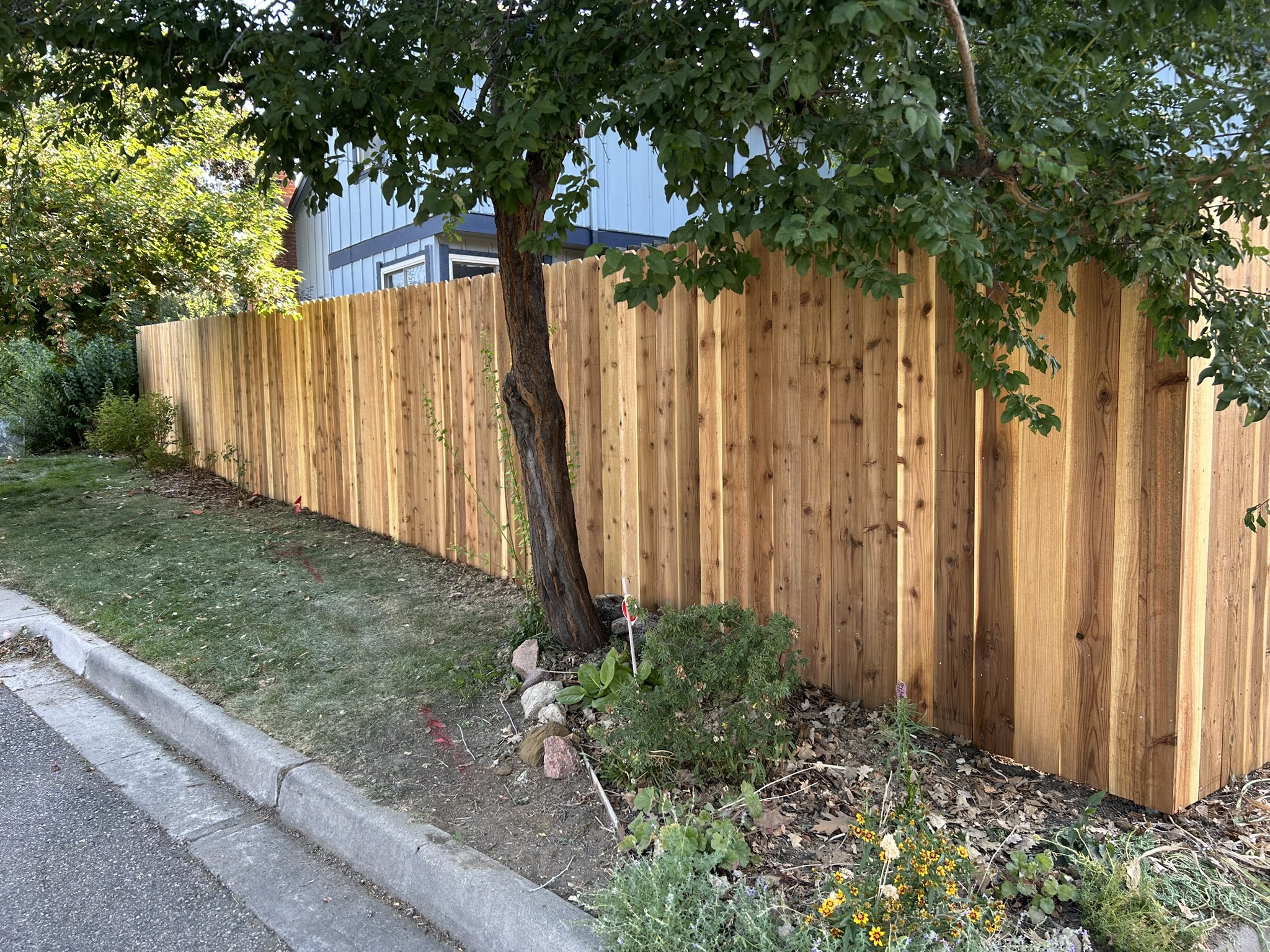 Cedar Fence Line