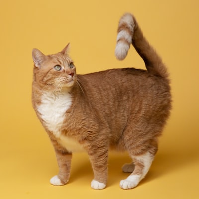 Cat looking up