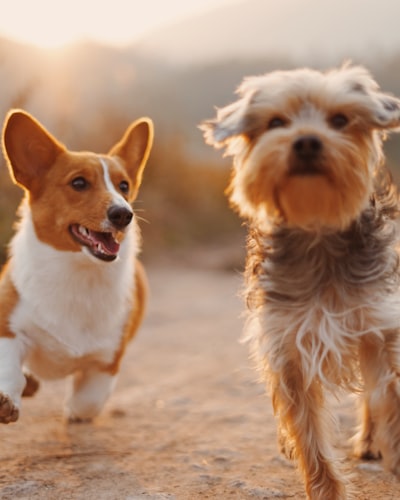 Dogs playing