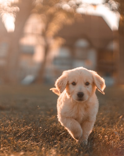 Dog being examined