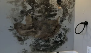 Mold remediation and water damage mitigation in South Louisiana