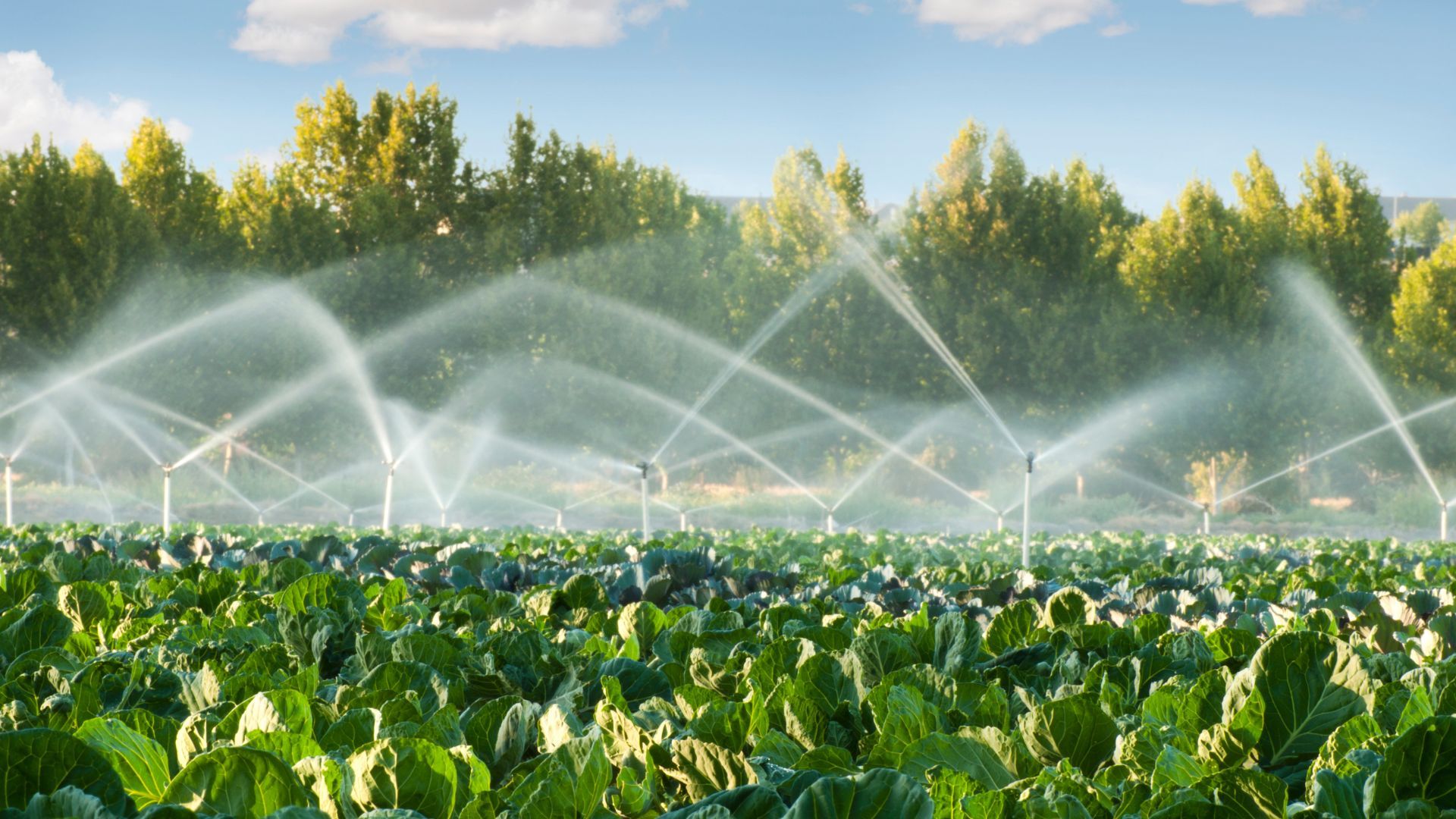 Professional Irrigation Installation