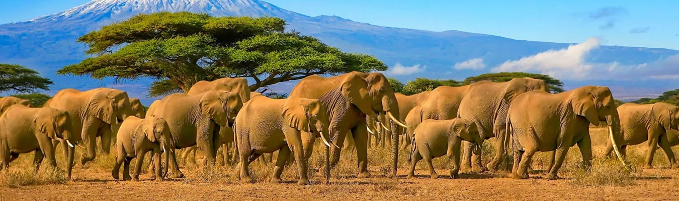 Elephants crossing an African savannah beside an anonymized Google Search Console performance summary illustrating travel search visibility.