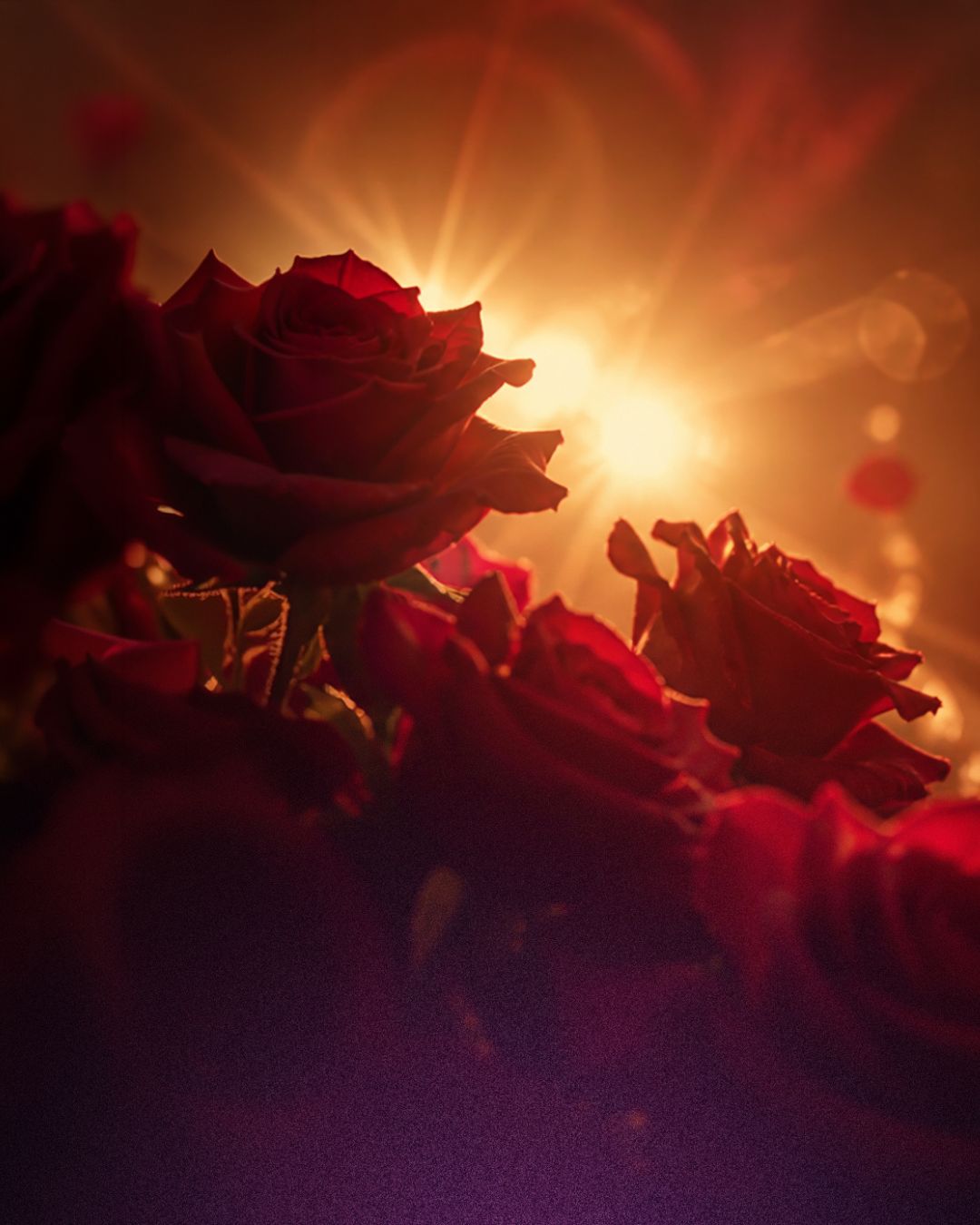 Red Roses Background