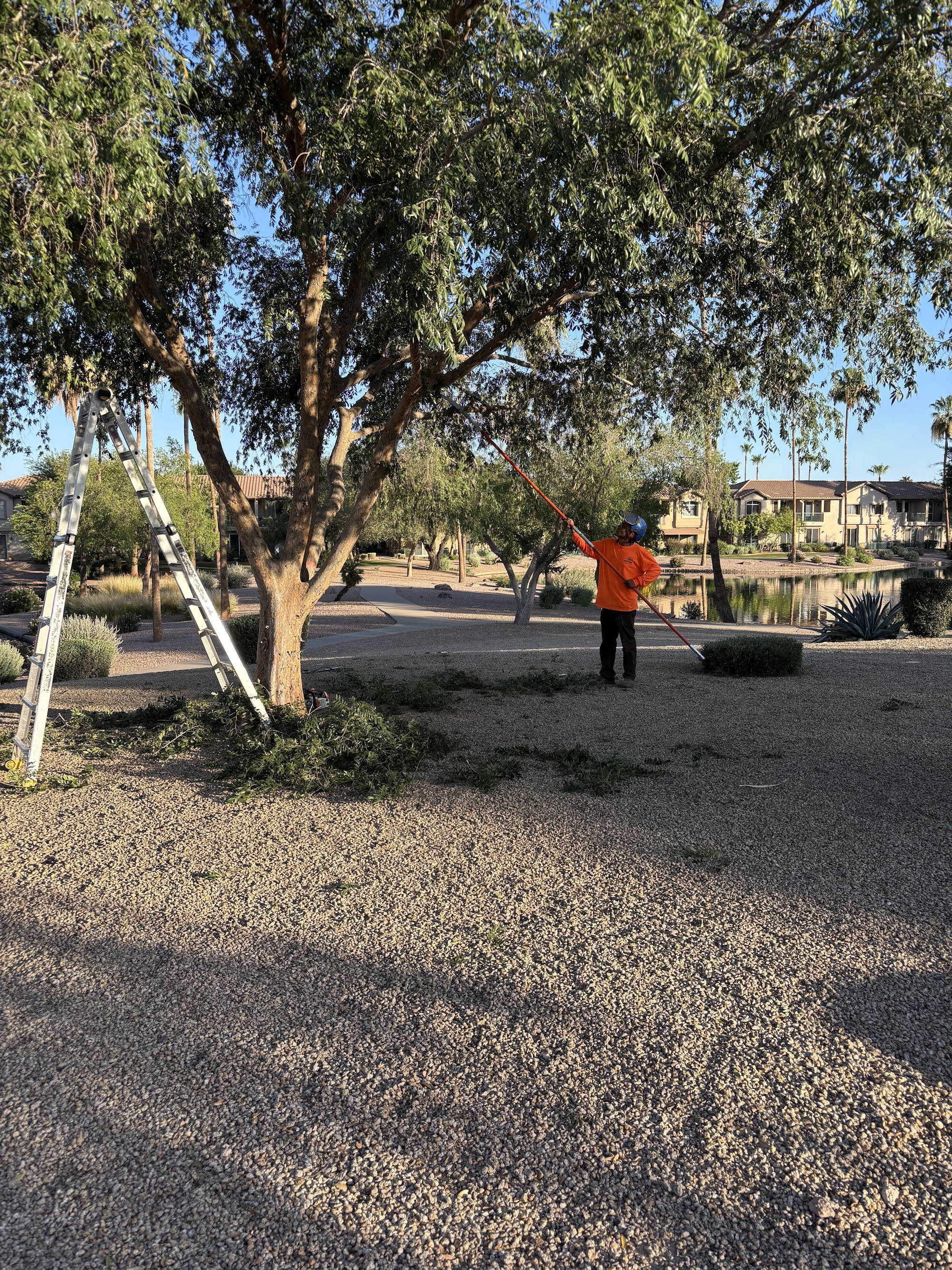 Scottsdale Tree Trimming Project