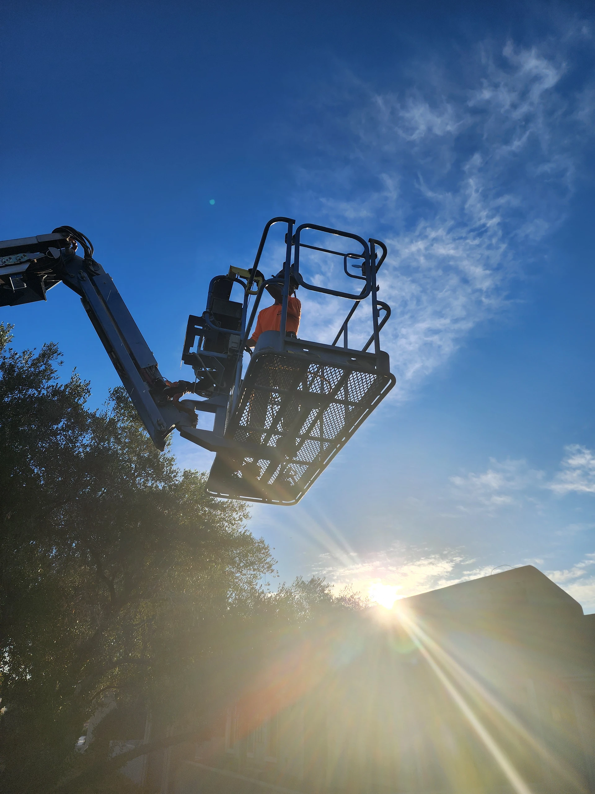 Hazardous Tree Removal