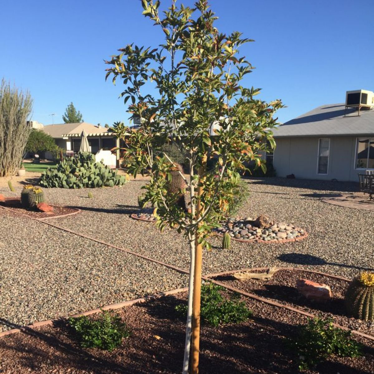 Municipal Tree Care