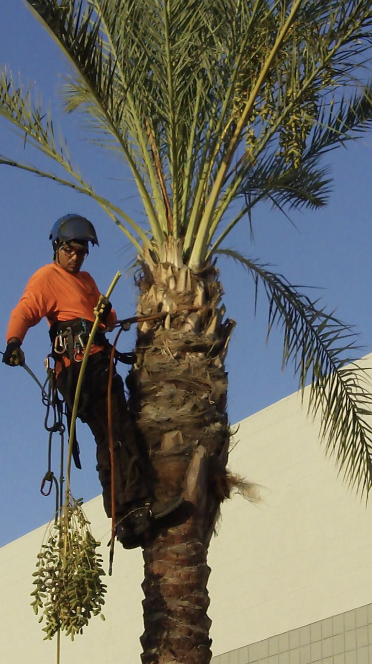 Tree removal service in Tempe Arizona