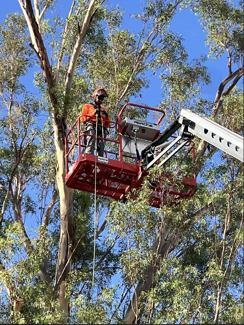 Detailed tree trimming service