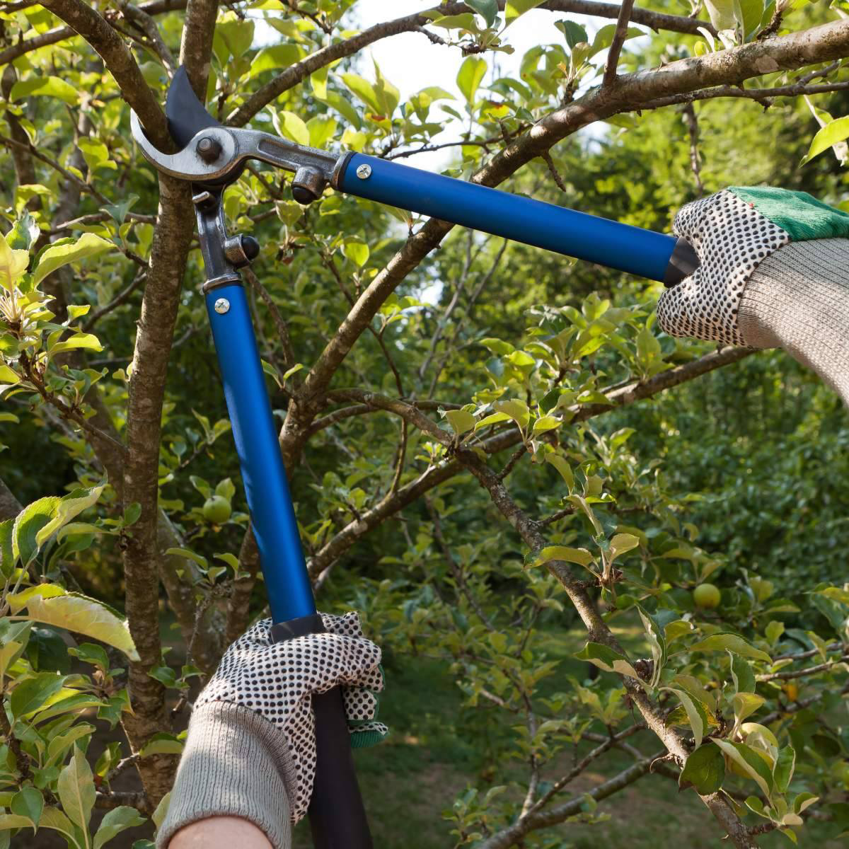 Recent tree service project 3