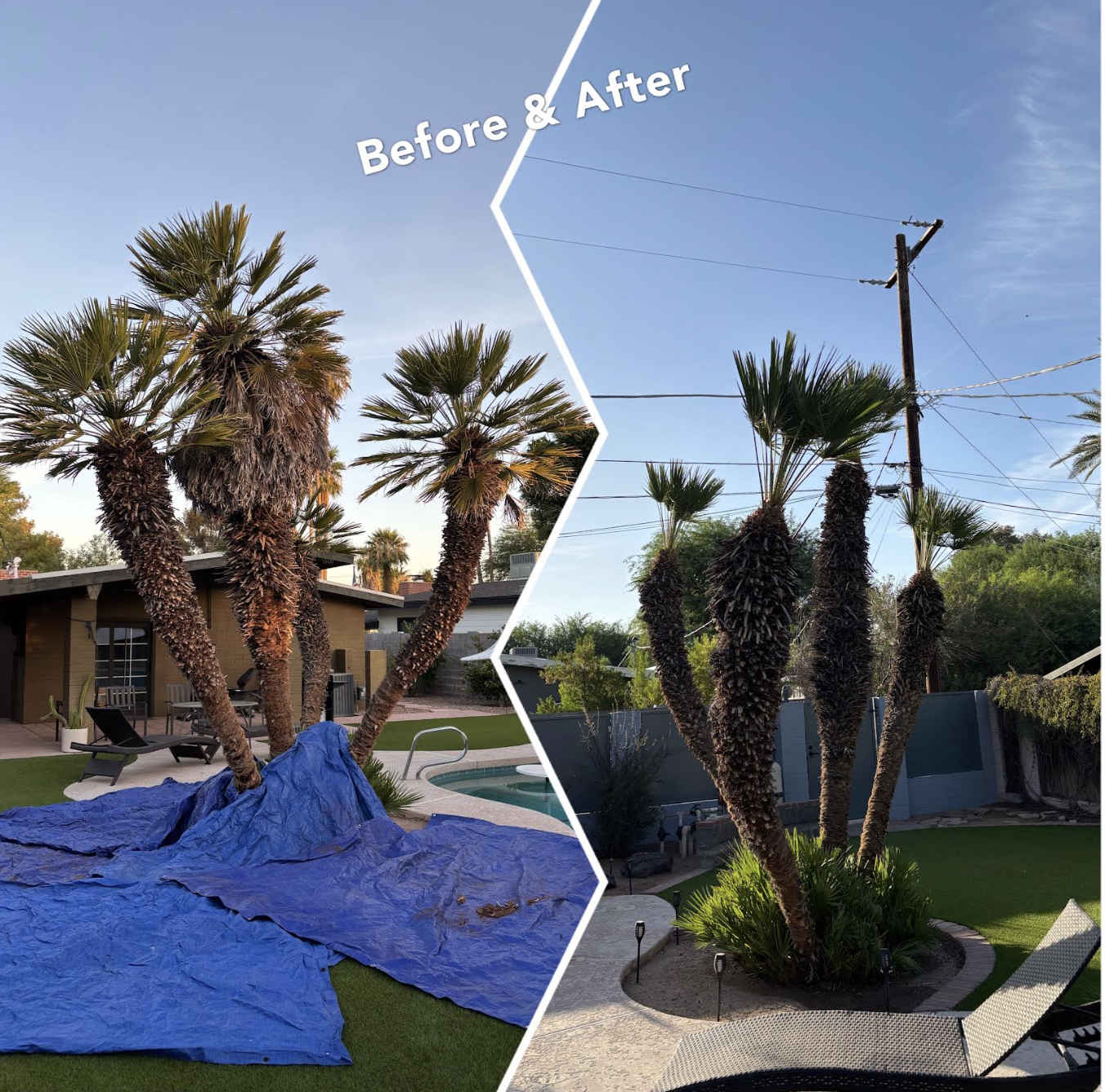 Tree service crew in Chandler Arizona