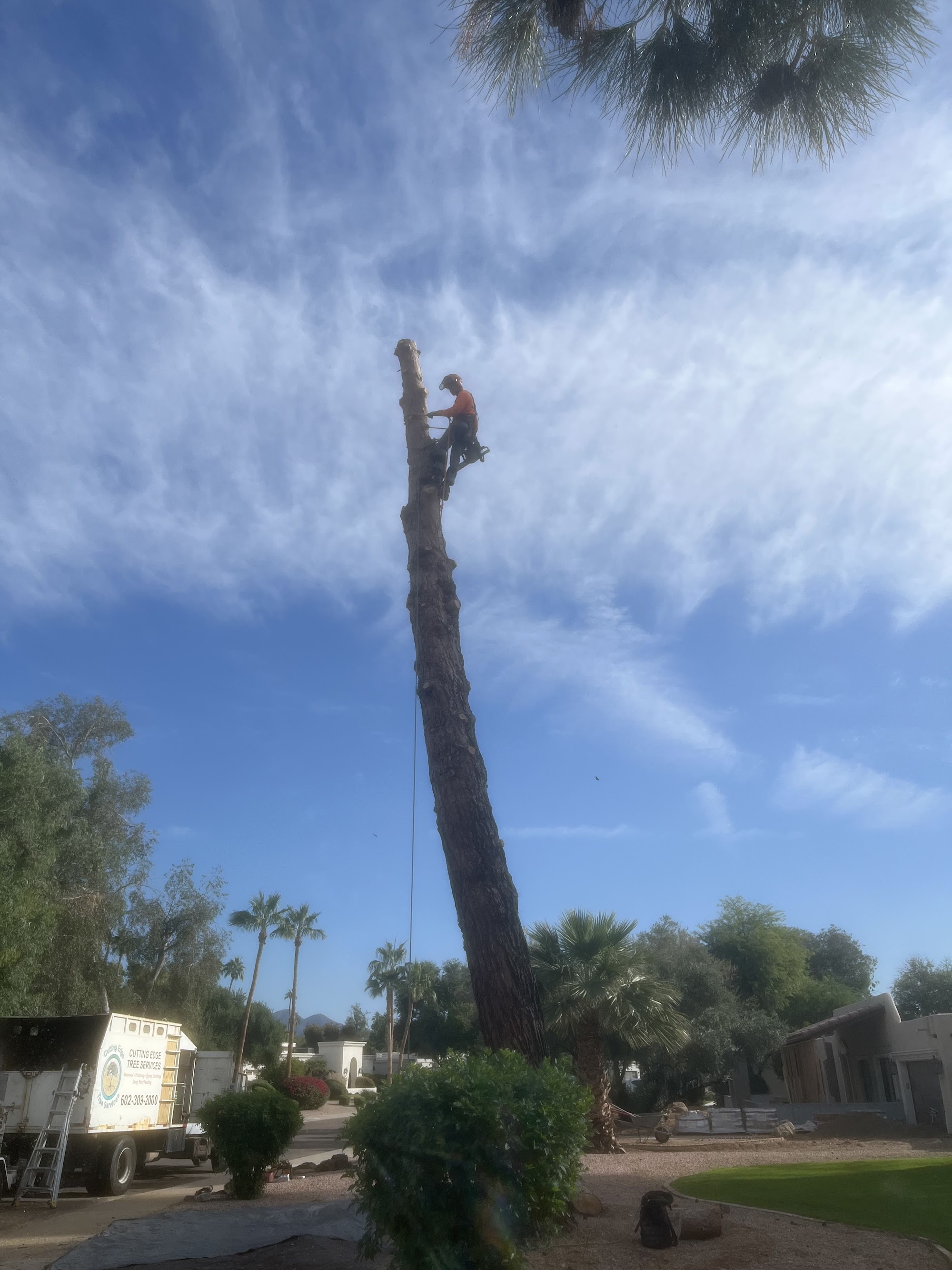 Hazardous Tree Removal