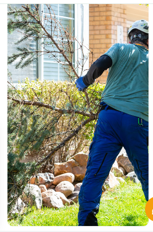 Recent tree service project 3