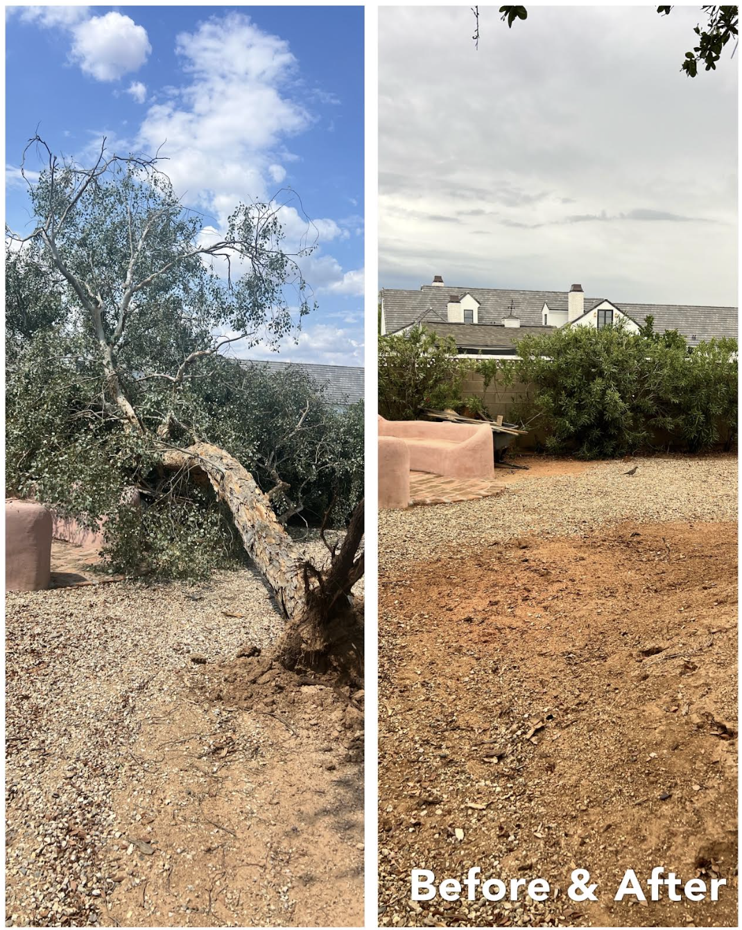 Safe tree removal in Arizona