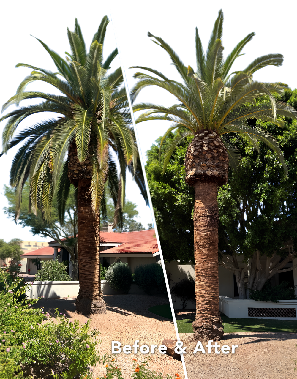 Before and after palm tree skinning
