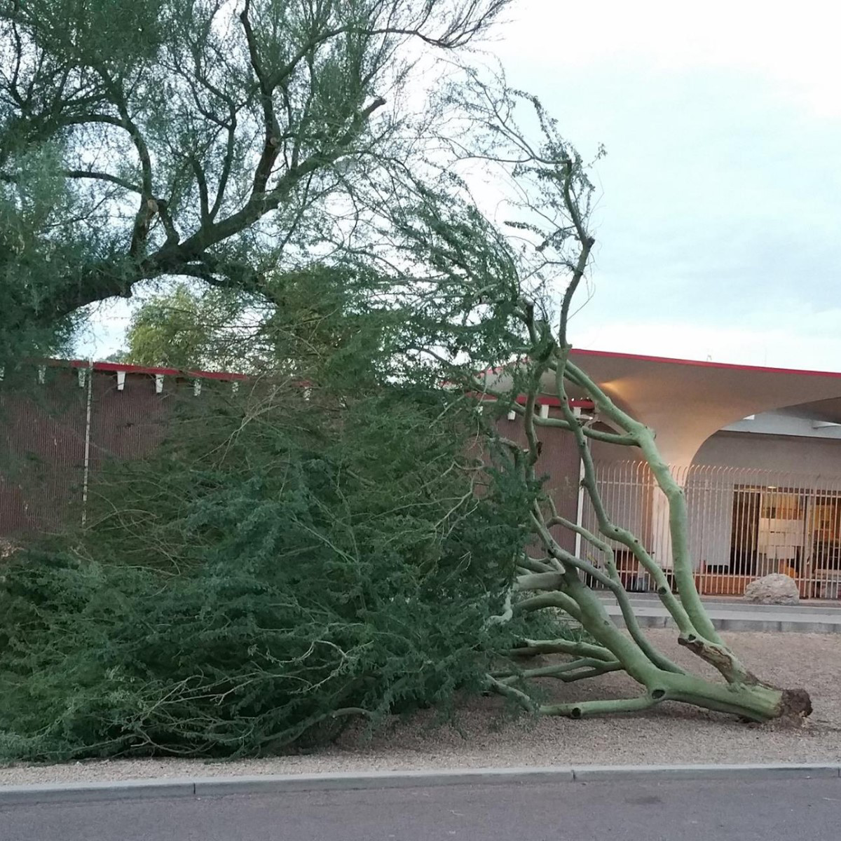 Ironwood Pruning