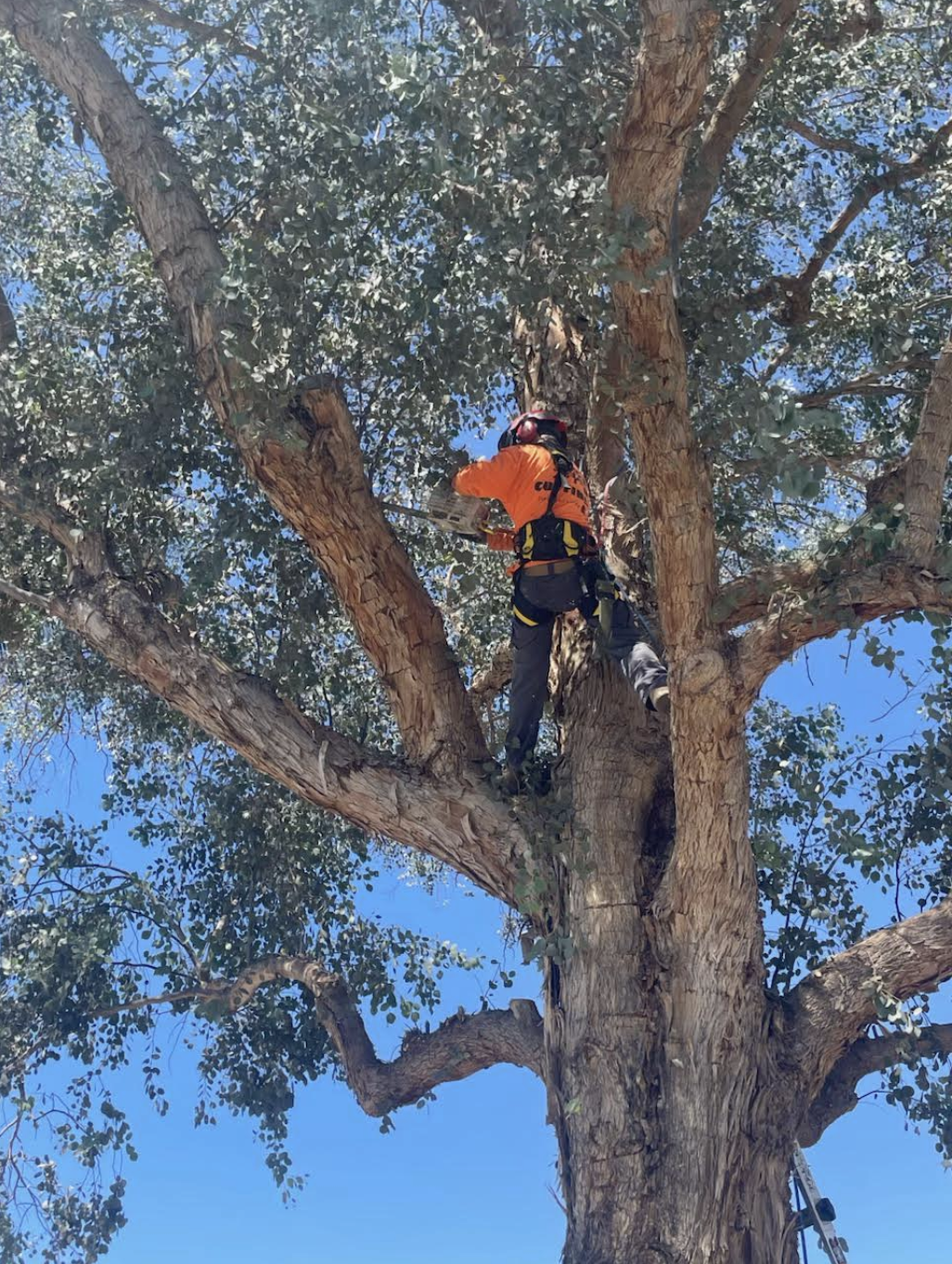Tree company in Mesa Arizona