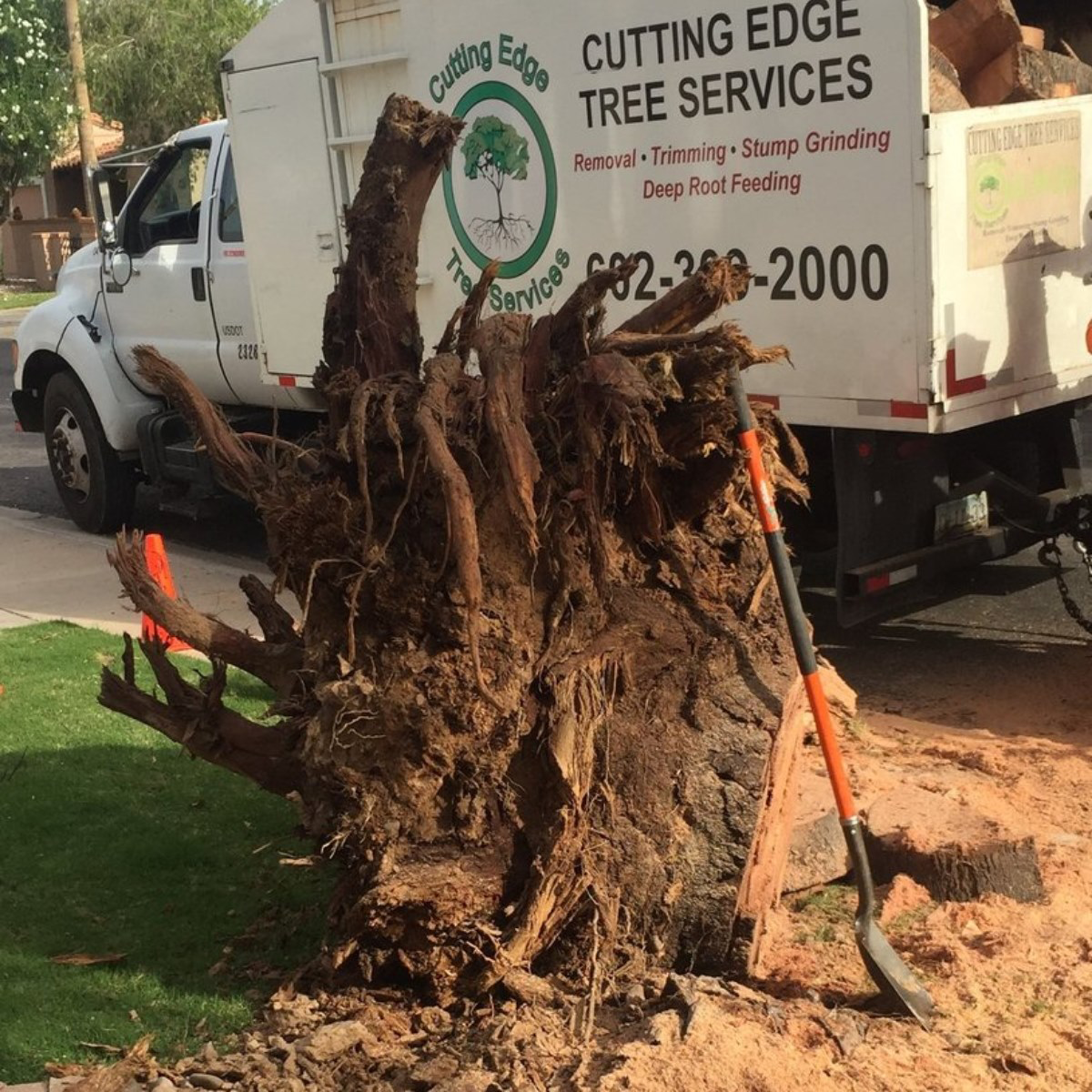 Recent tree service project 2