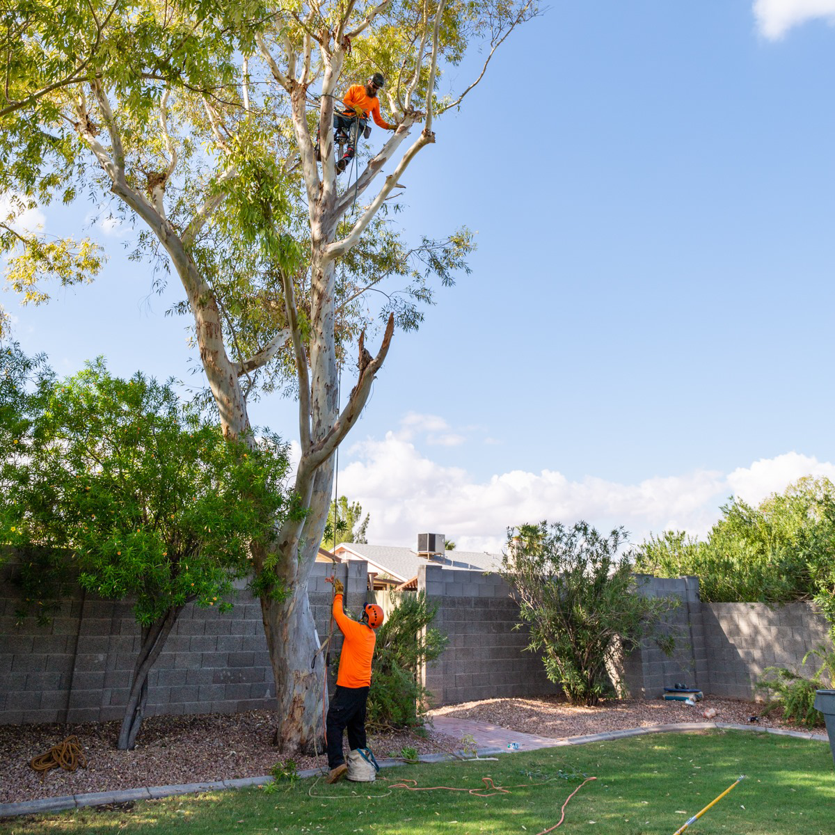 Canopy Lifting