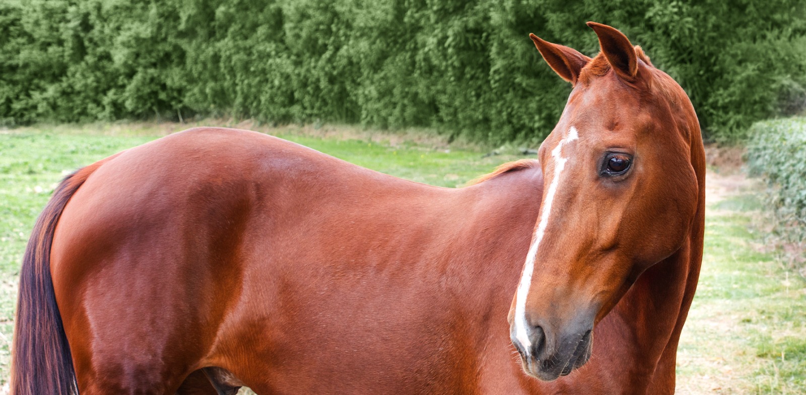 Caballo Peruano de Paso