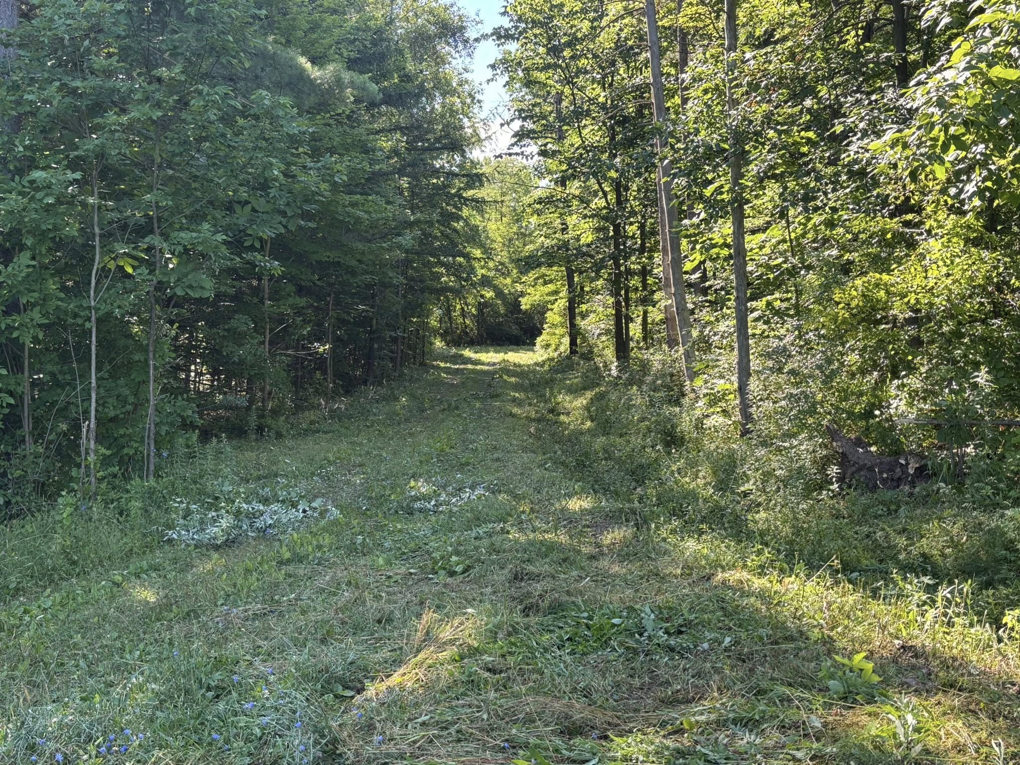 Cleared path through a wooded area