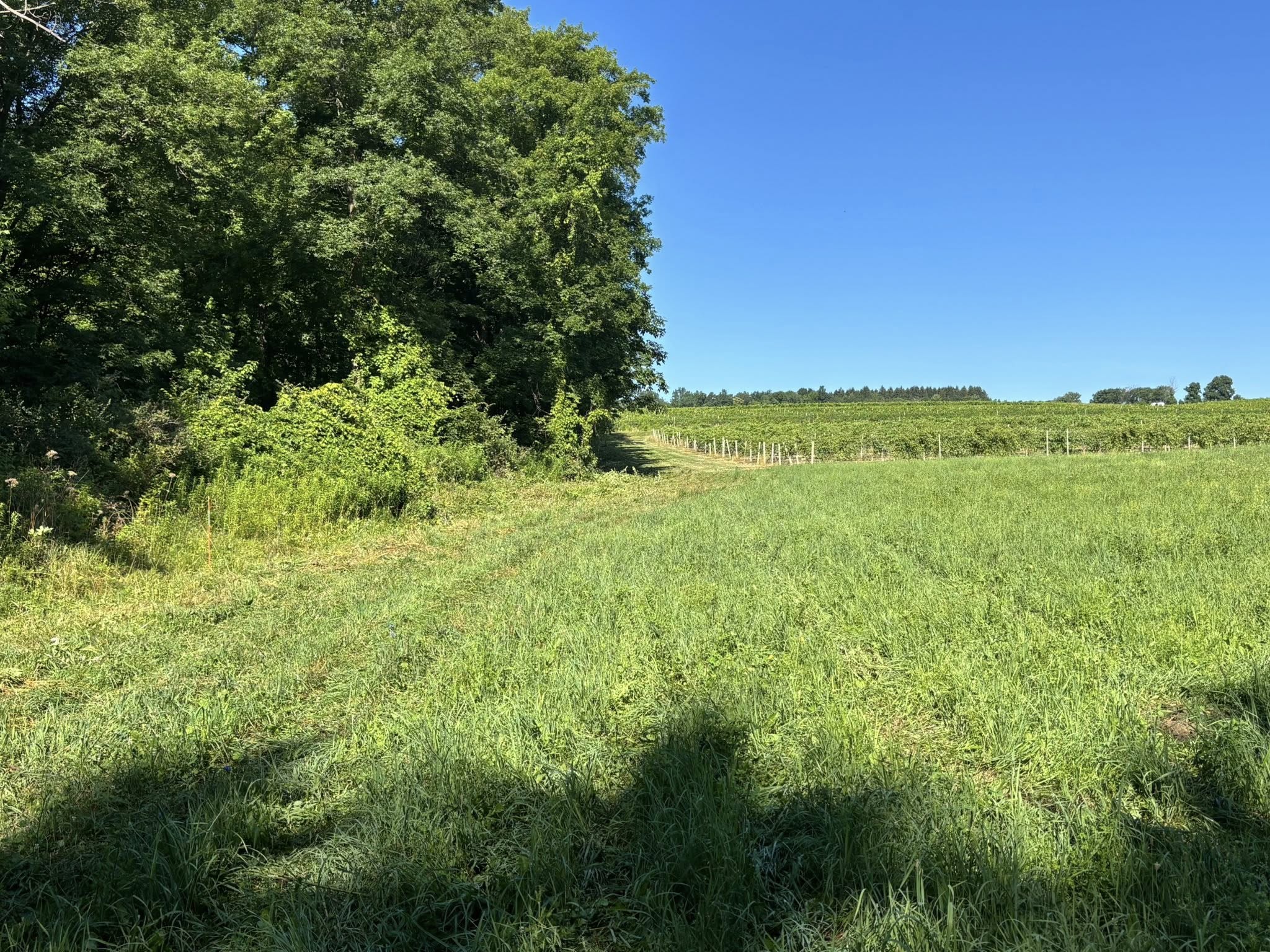 Field edge clearing and mowing