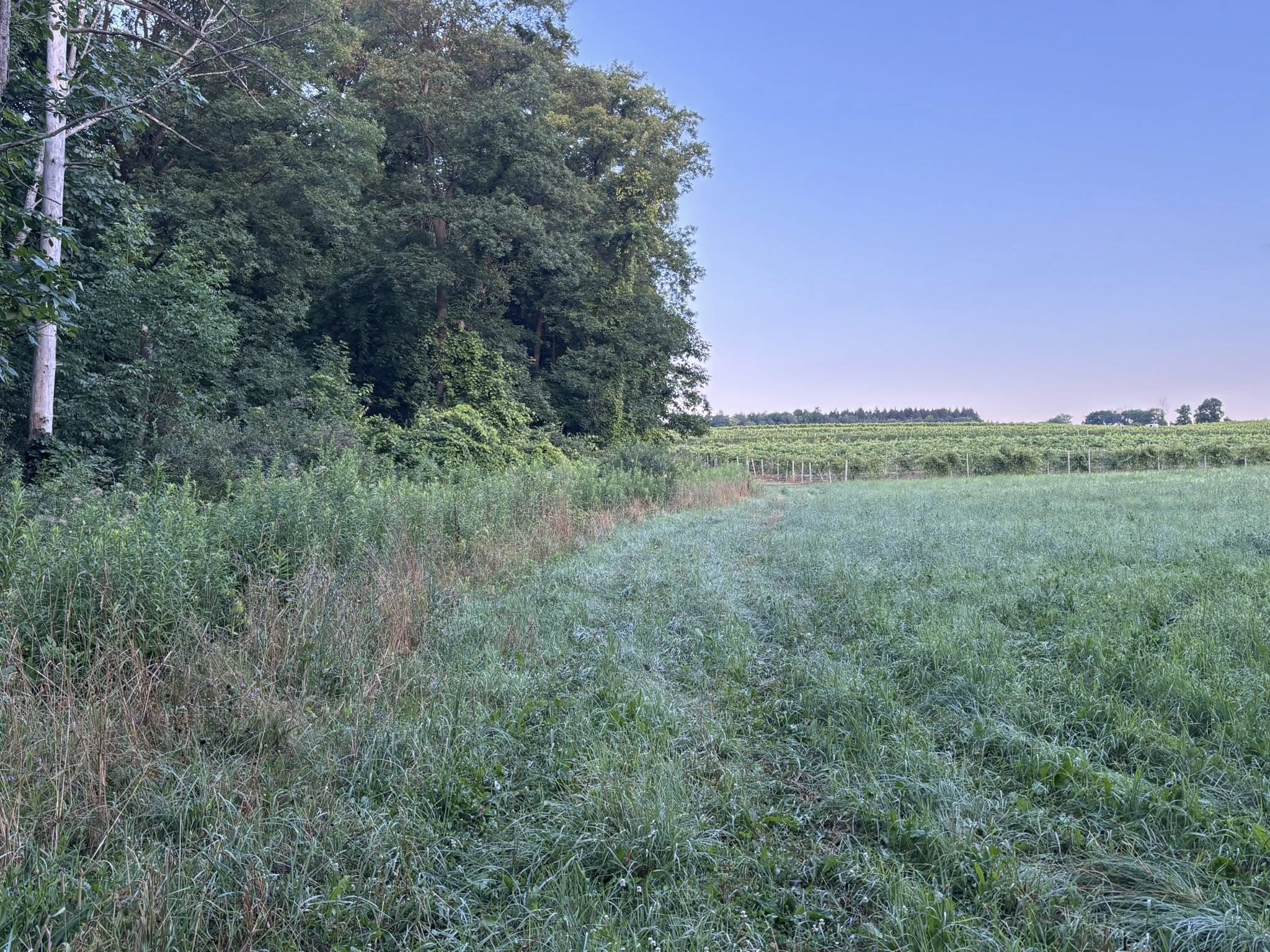 Field edge clearing next to a vineyard