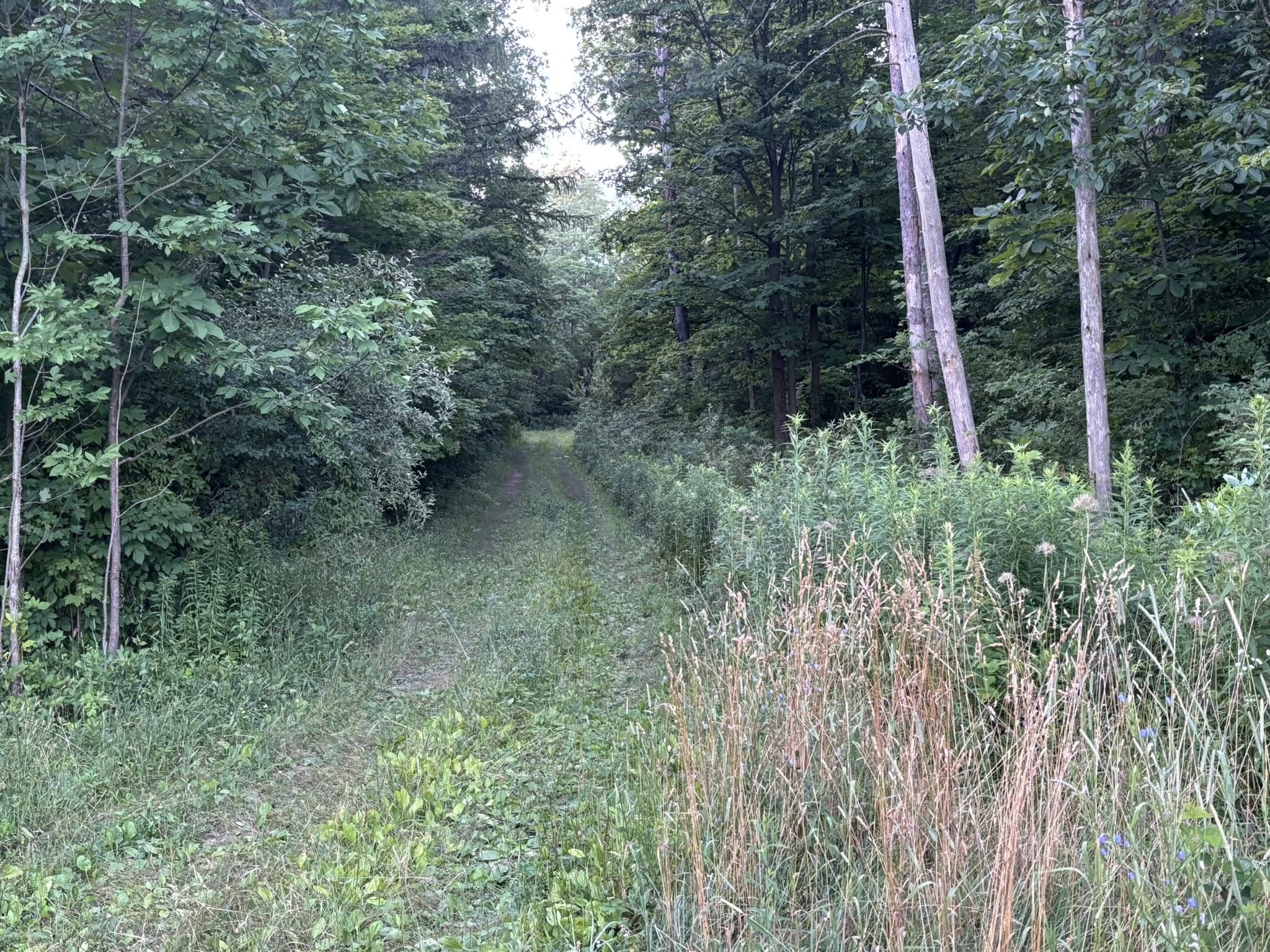 Freshly cleared trail in the woods