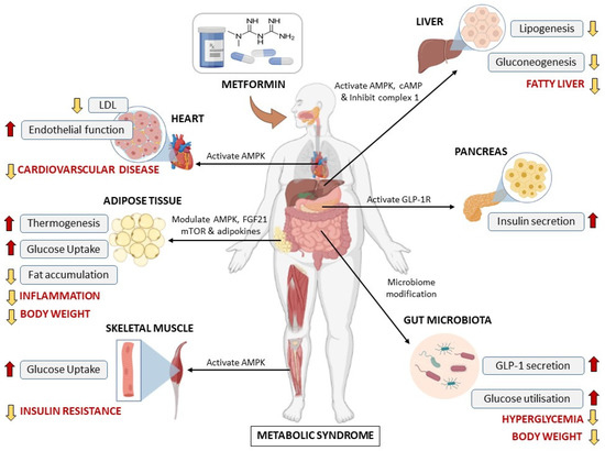 Metabolic health and nutritional consultation