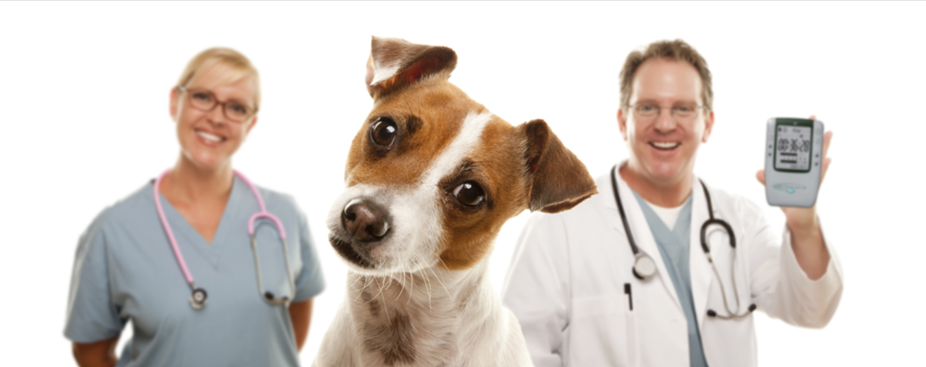 Vets and Animals