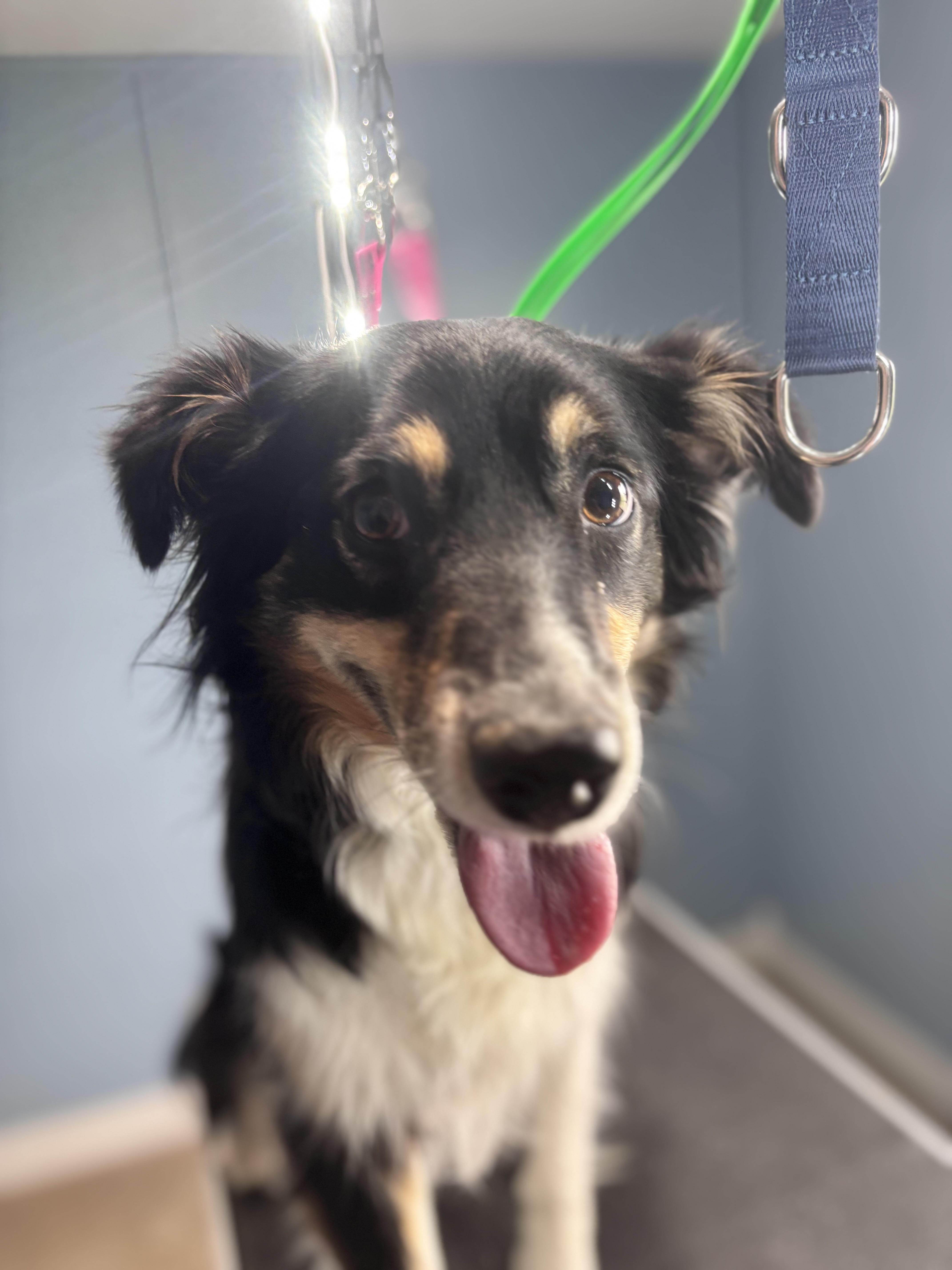 Happy dog 4