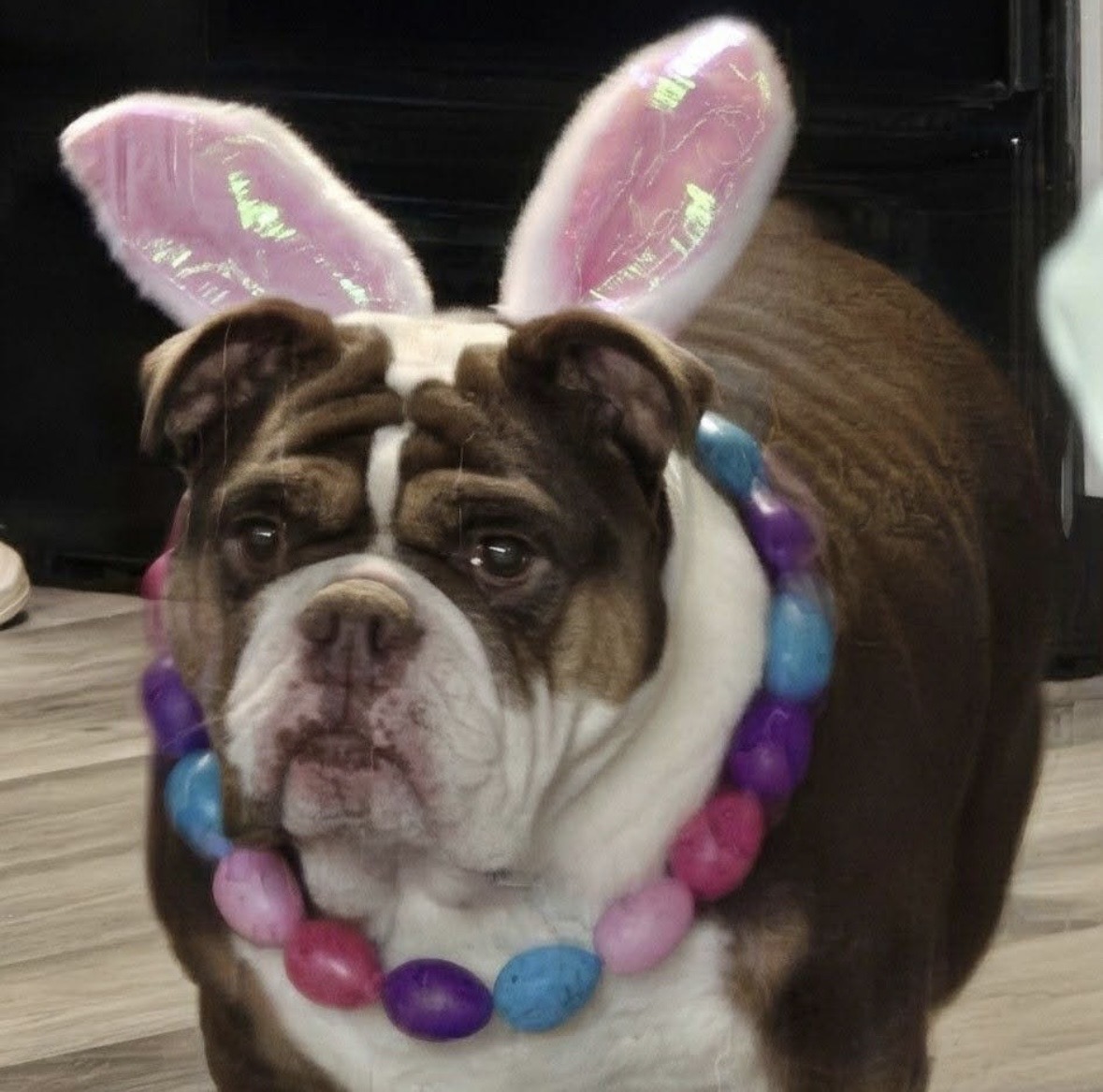 Happy dog 2