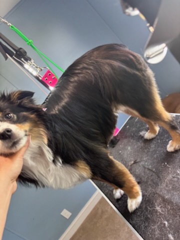 Grooming detail 2