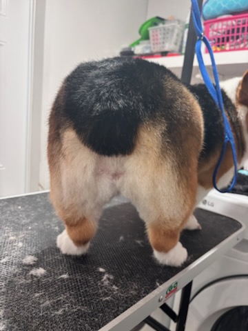 Grooming detail 5