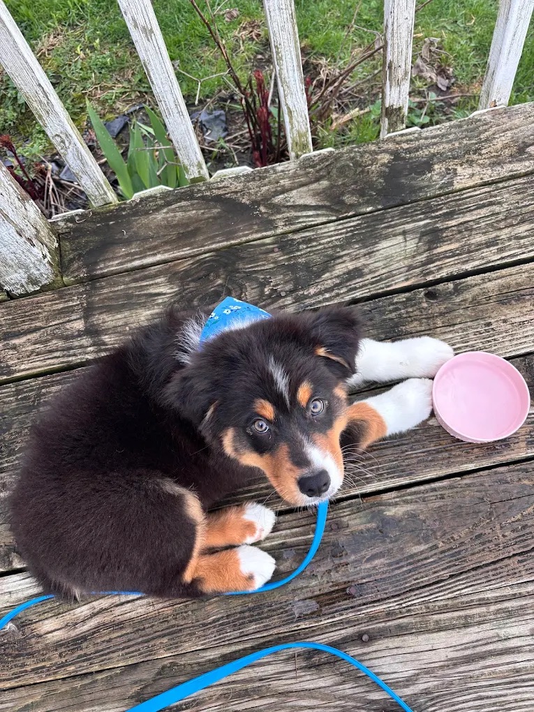 Puppy Grooms