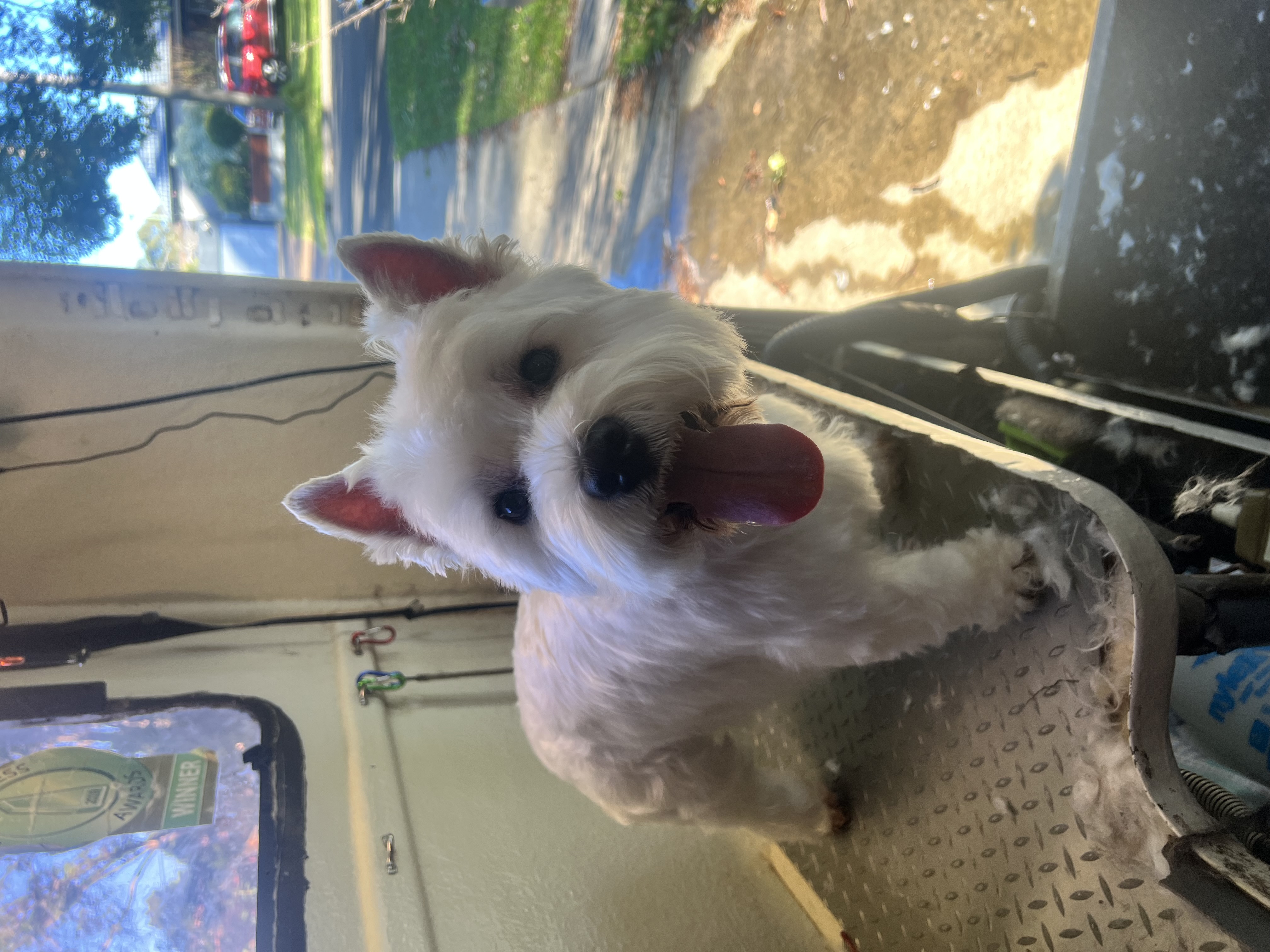 Fresh cut - smelling amazing!