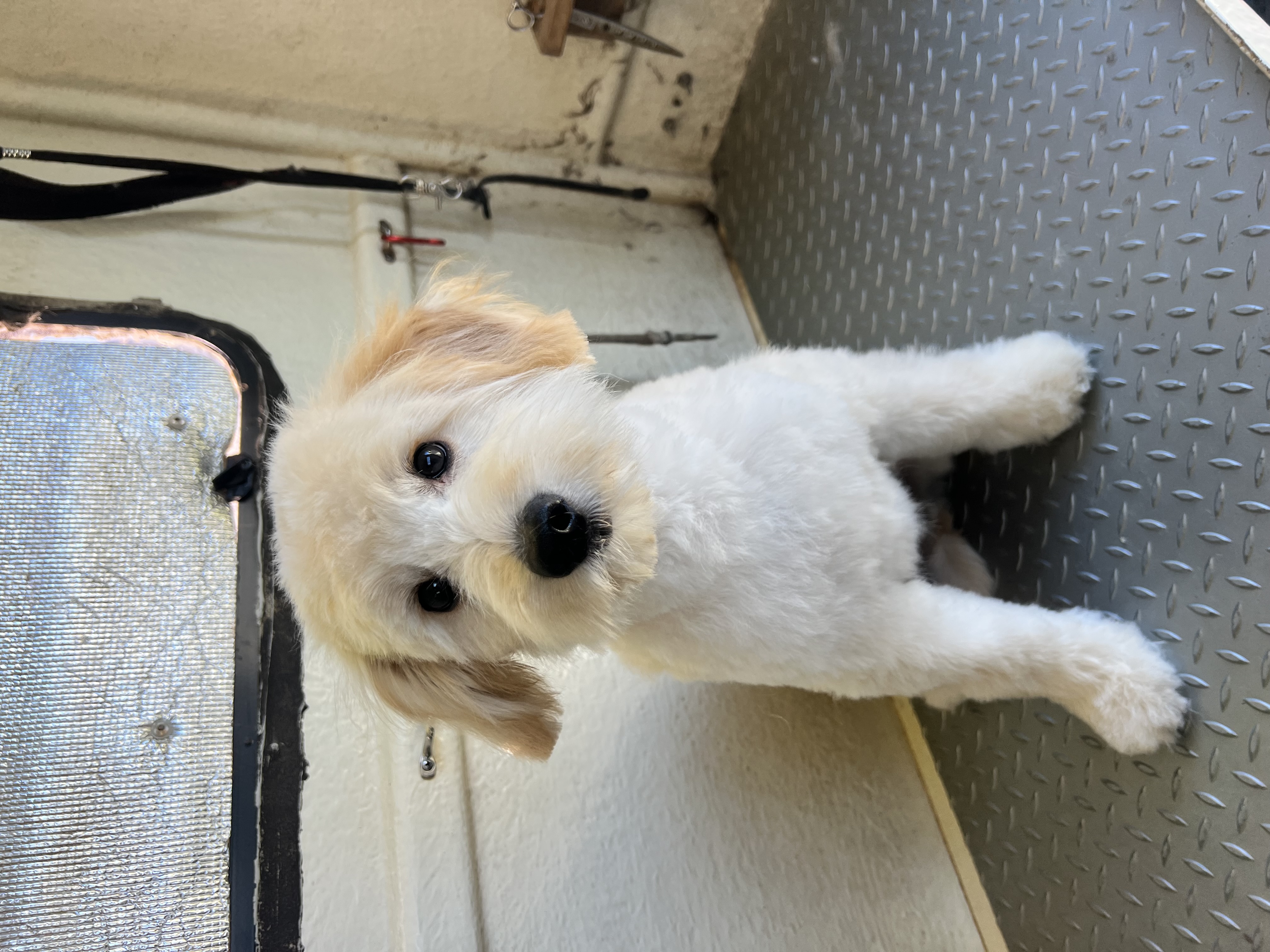 Puppy's first groom - loved it!