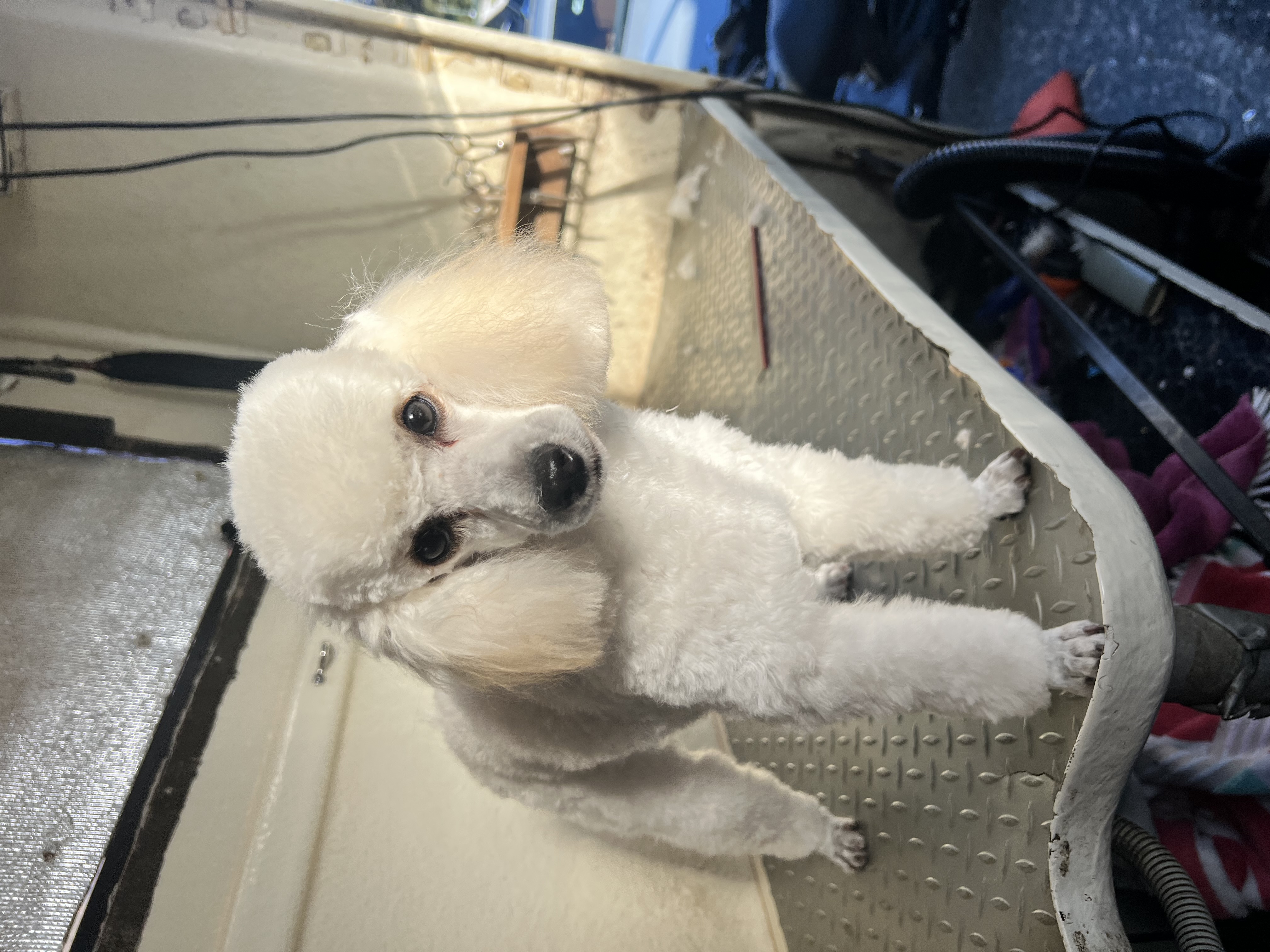 Full groom - looking LUSH