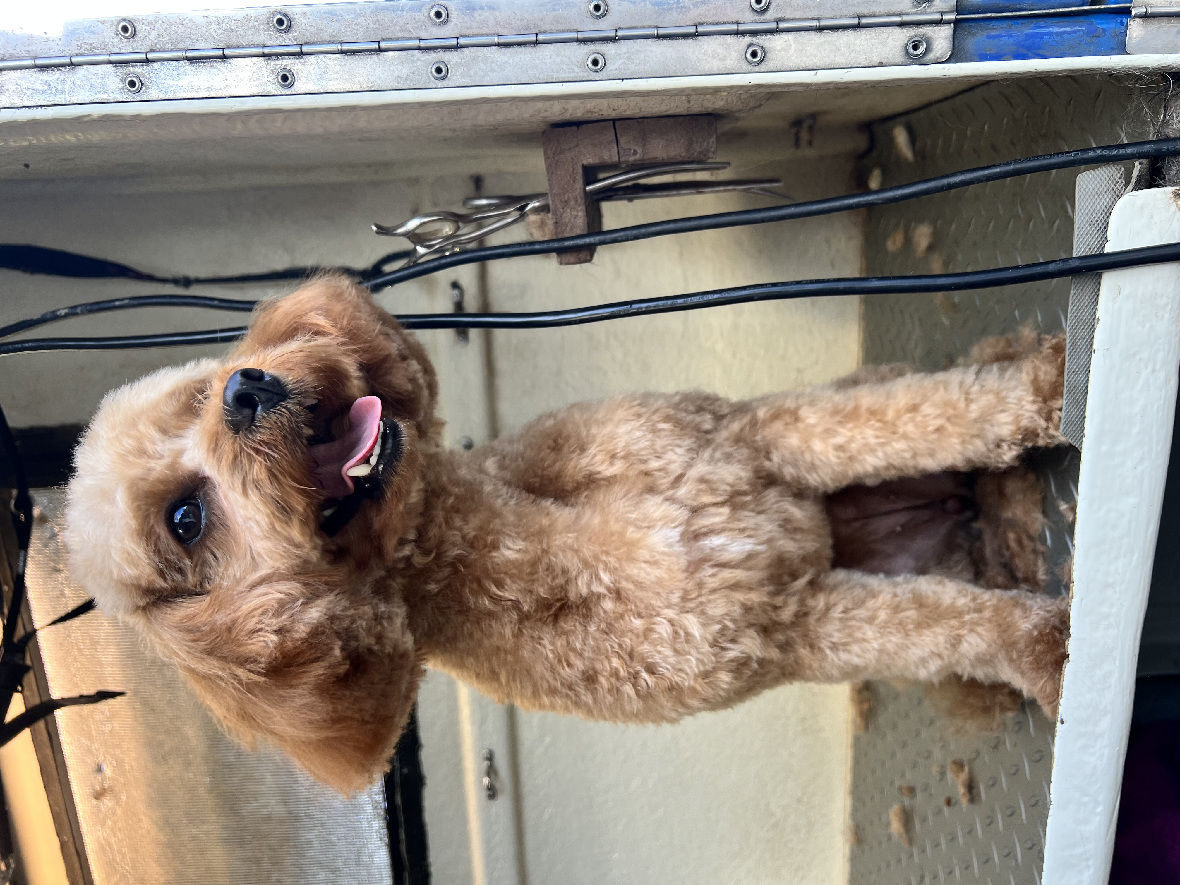 Happy tails all around!