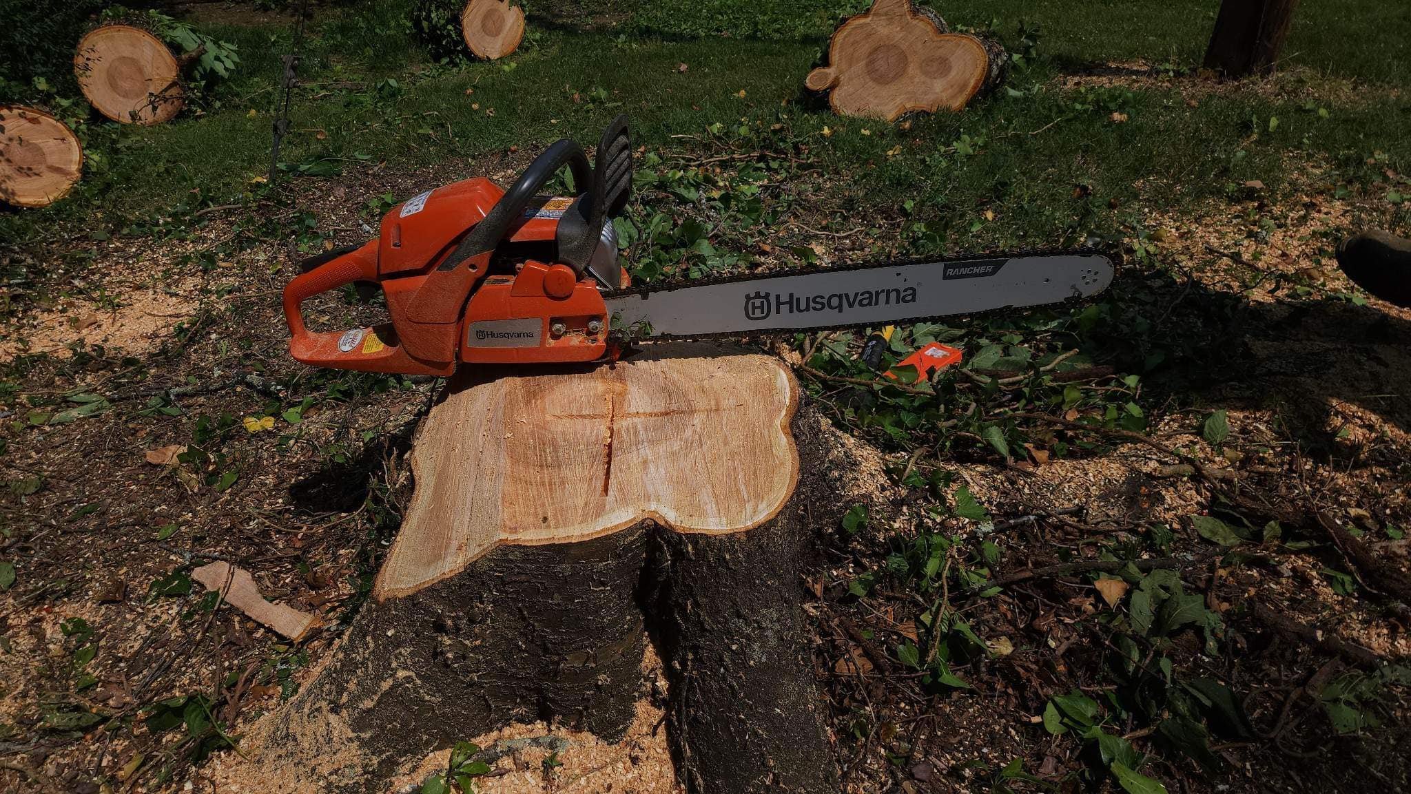 Tree Removal