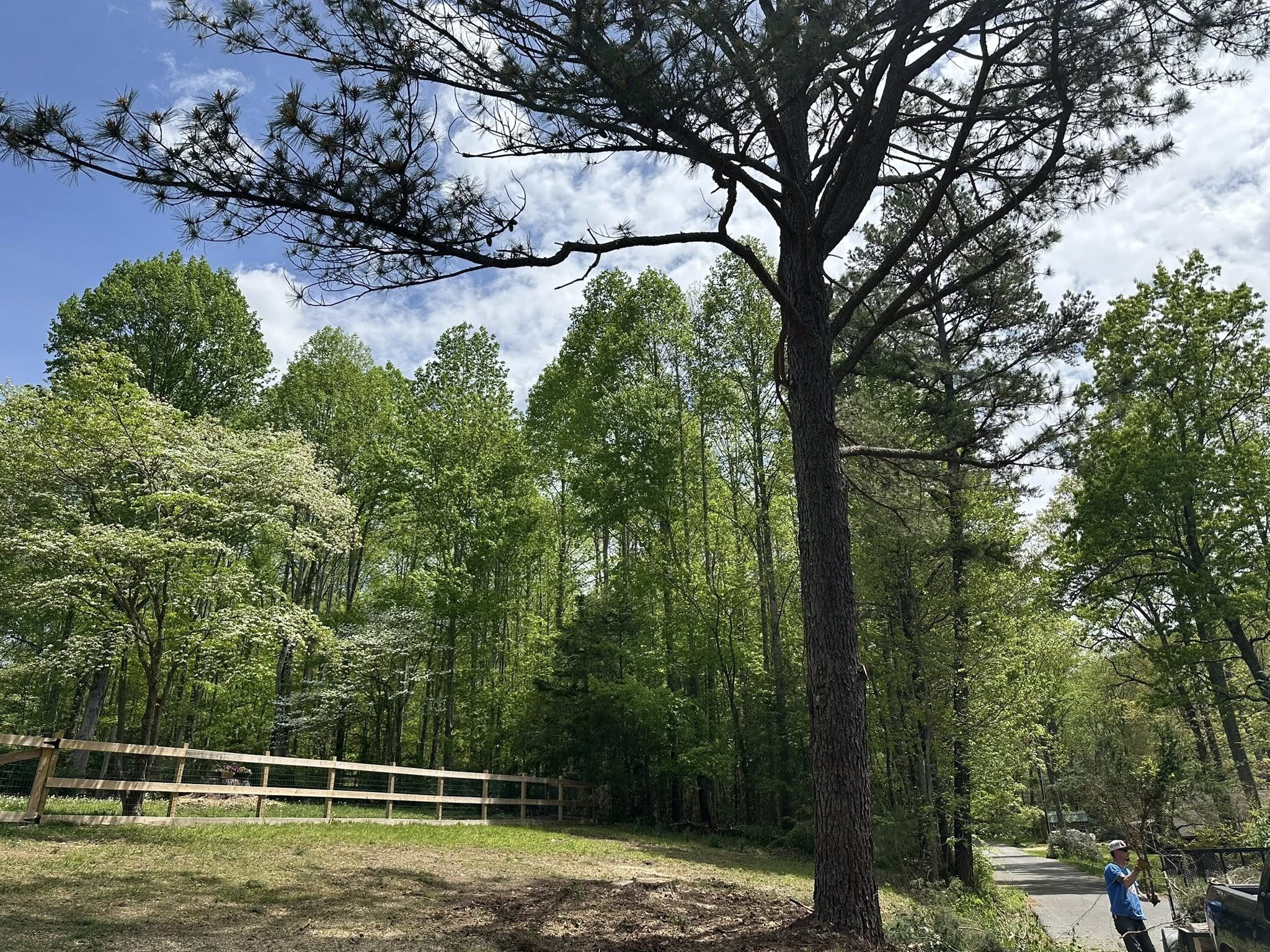 After picture of brush removal