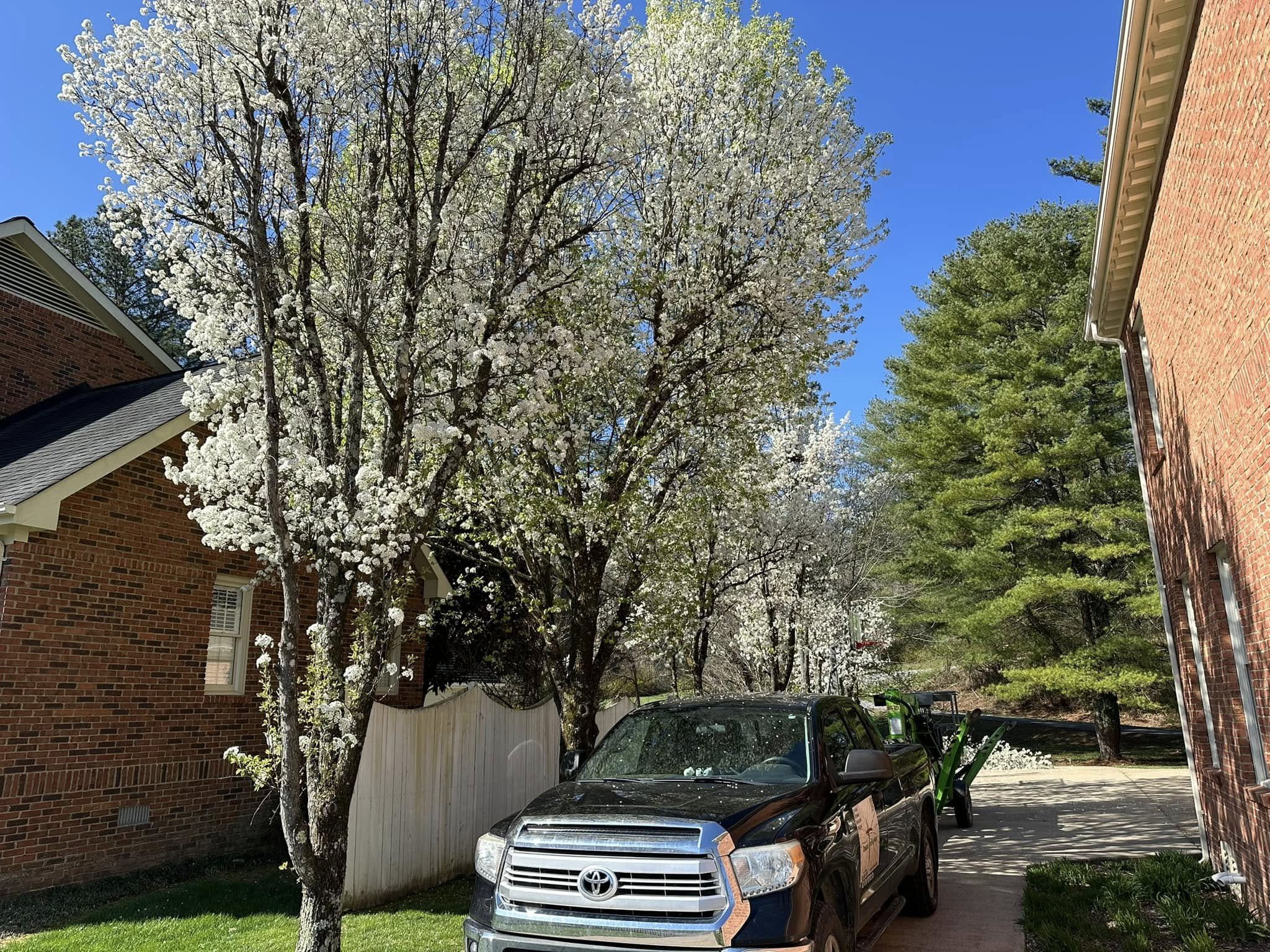 A Before picture of trees needing pruned