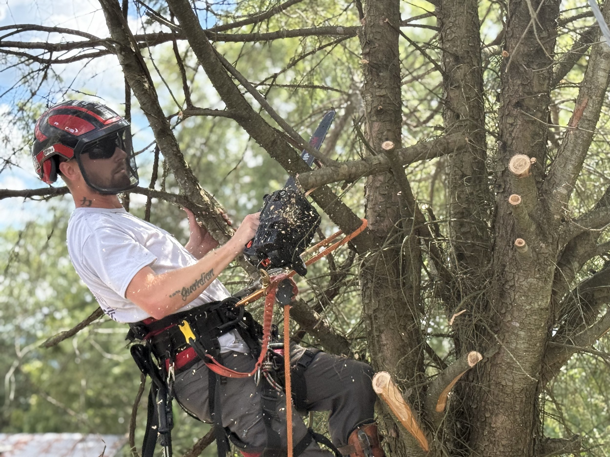 Tree service truck removing a large tree